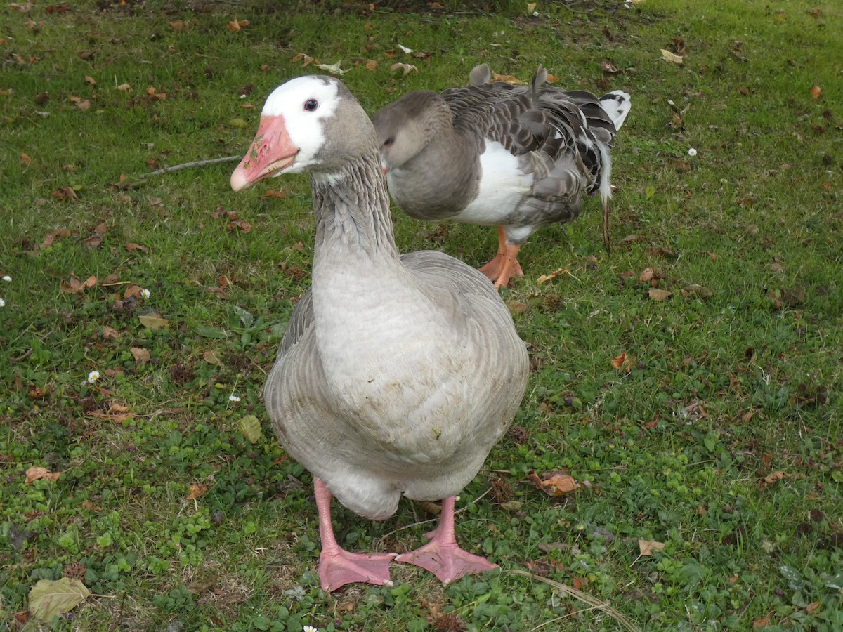 Graylag Goose (Domestic type) - ML253360101