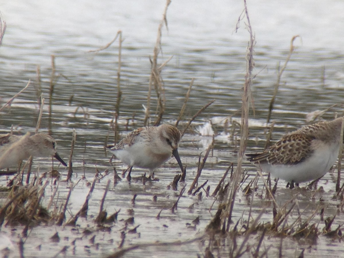 Western Sandpiper - ML253360161