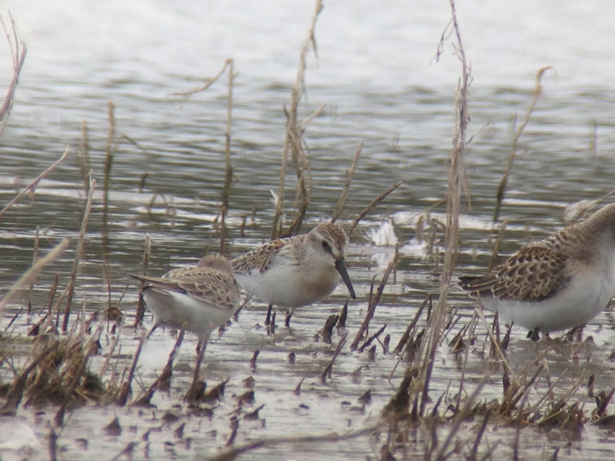 Western Sandpiper - ML253360171