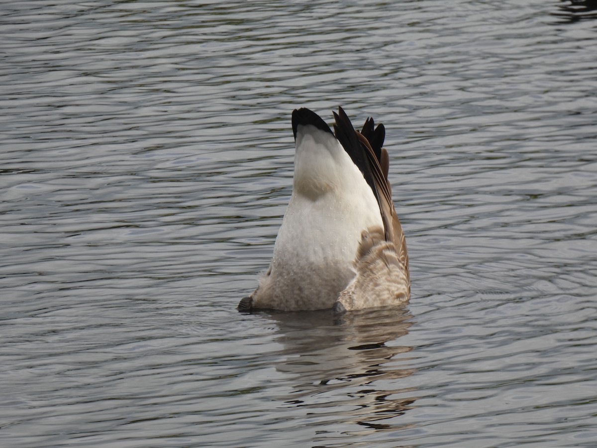 Canada Goose - ML253360331