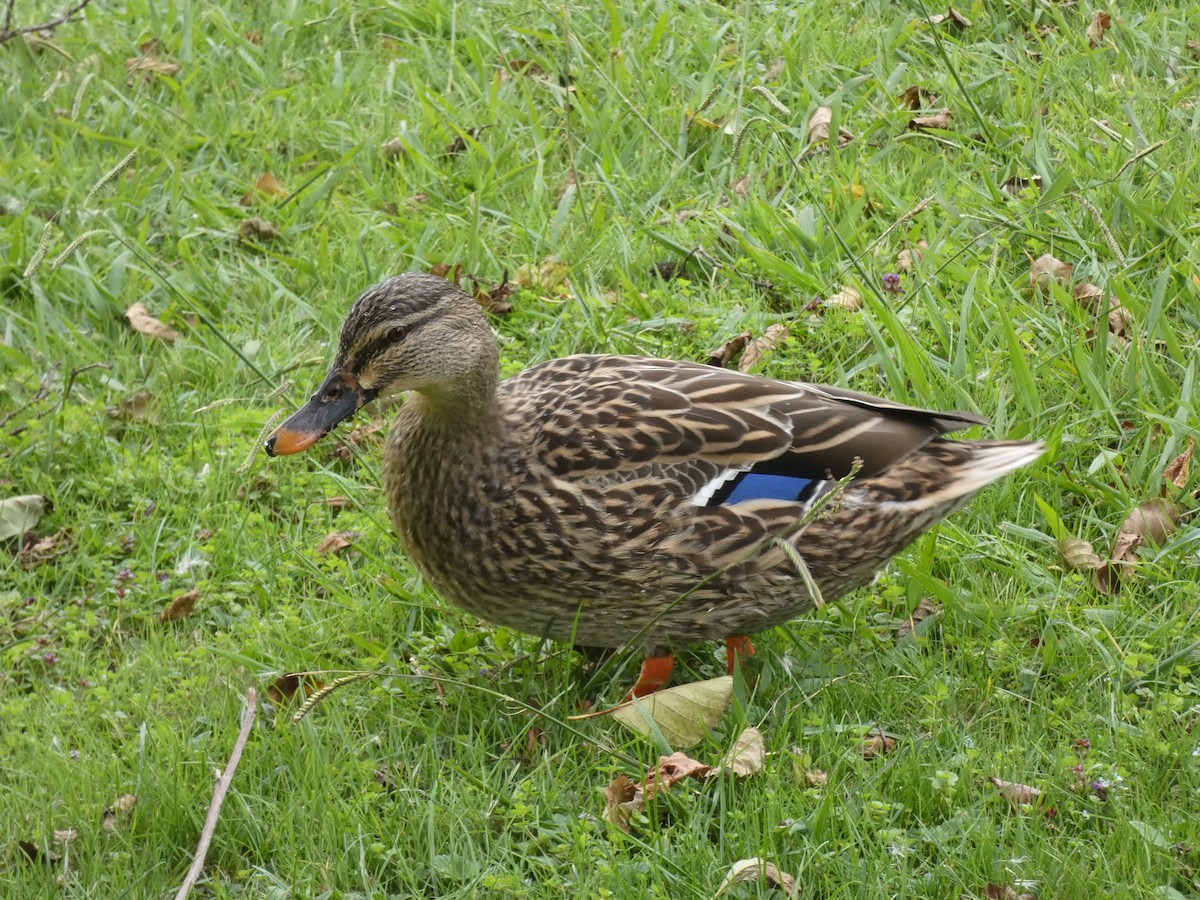 Mallard - ML253360591