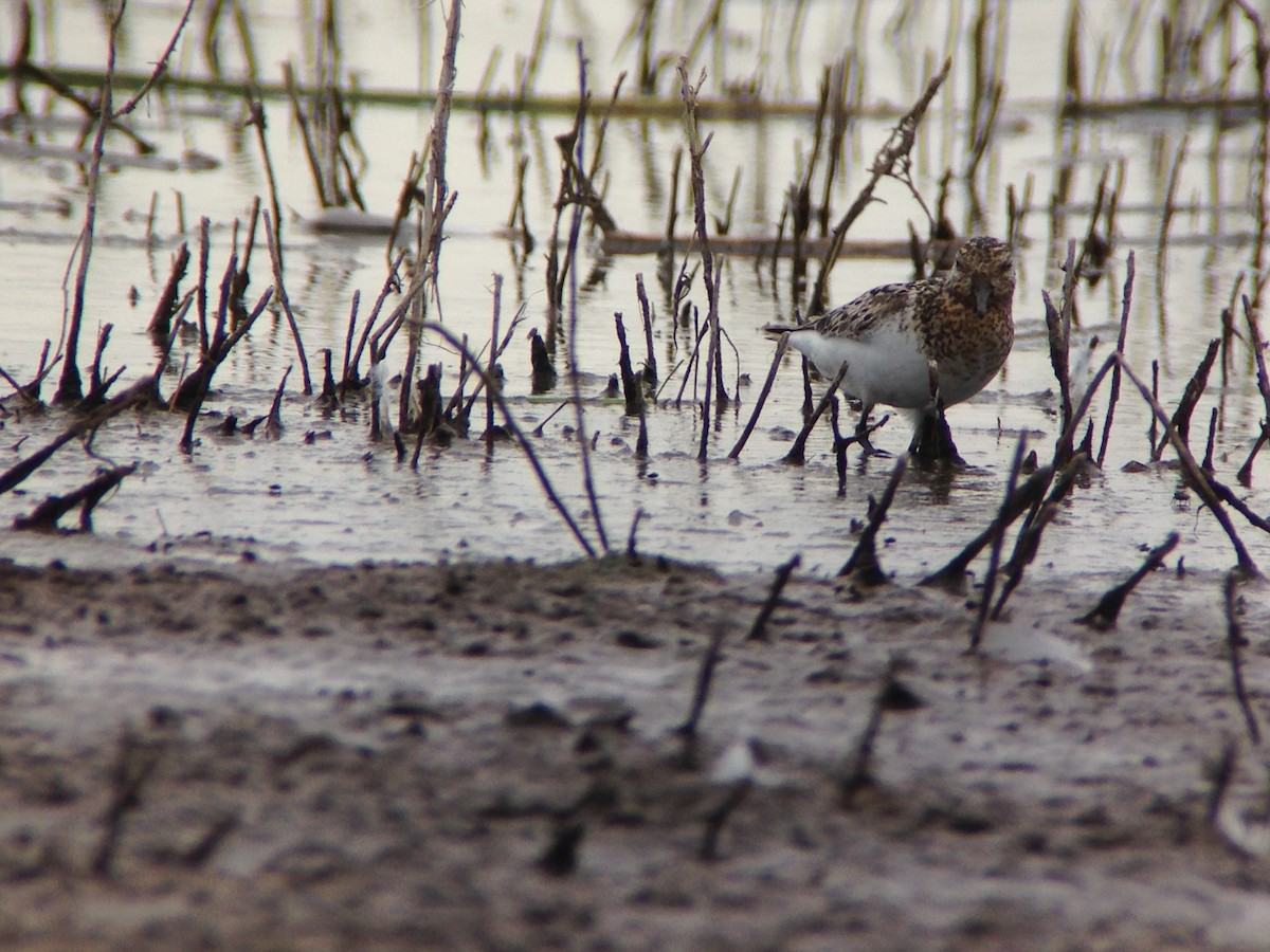 Bécasseau sanderling - ML253360641