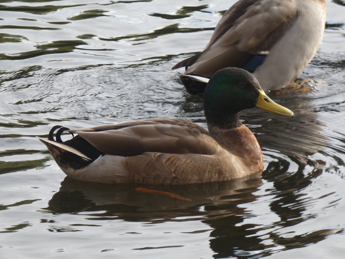 Mallard - Jake Holland