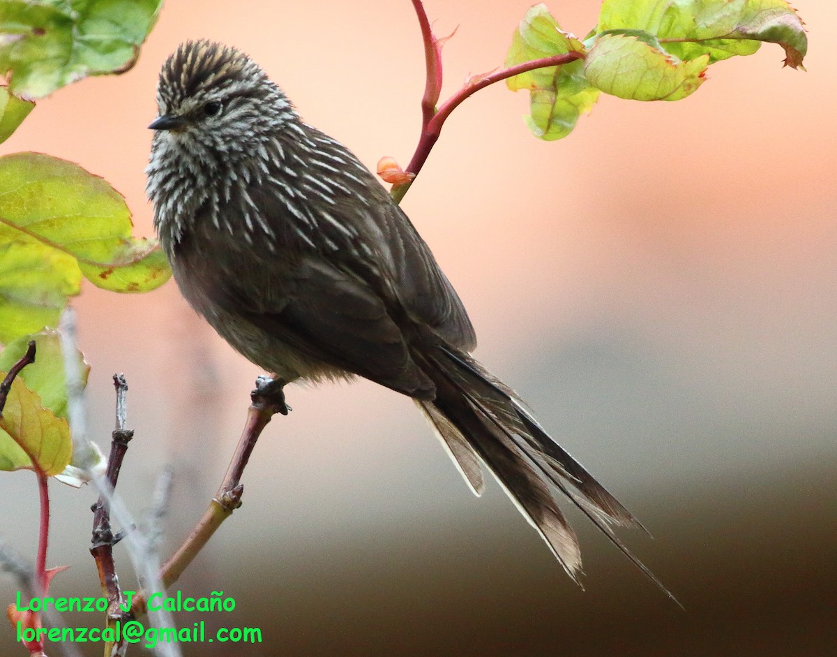 Andean Tit-Spinetail - ML253360781
