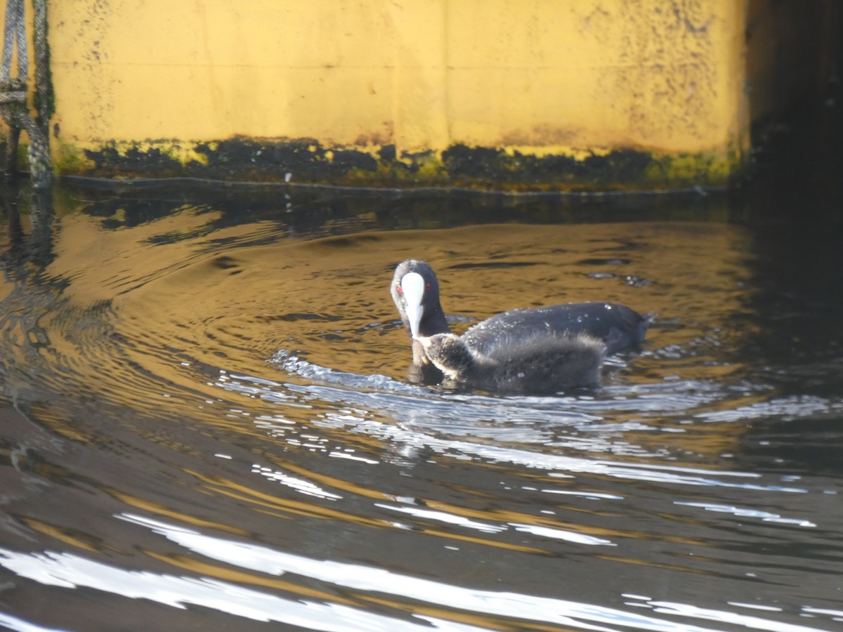 Eurasian Coot - Jake Holland