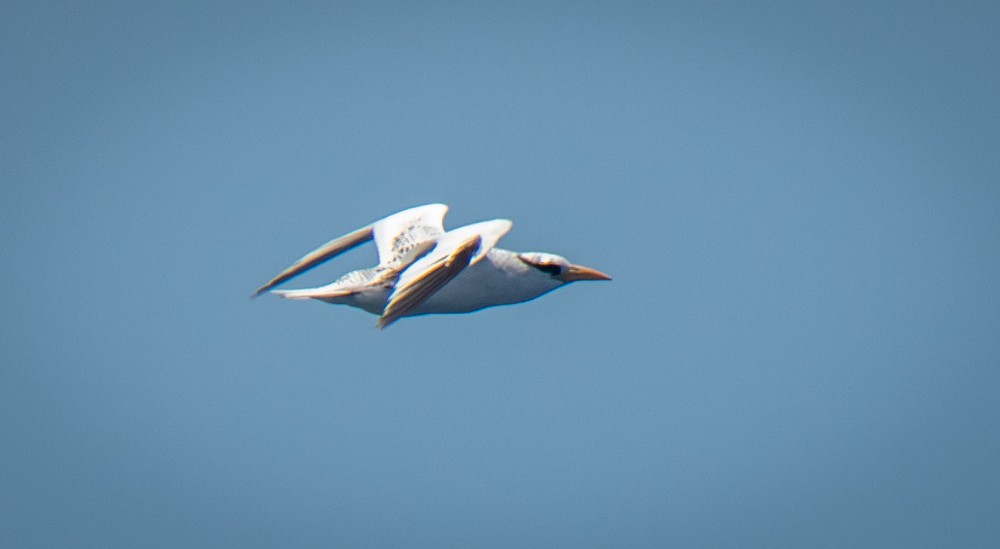 Red-billed Tropicbird - ML253360801