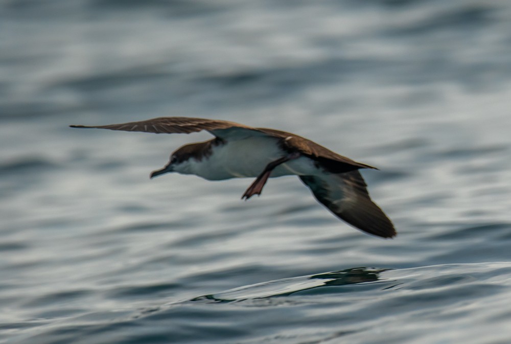Galapagos Shearwater - ML253361961