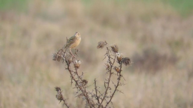Hellmayr's Pipit - ML253363101