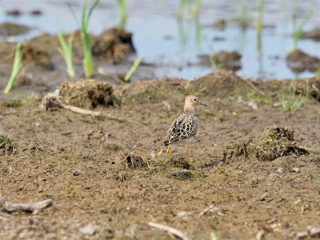 Buff-breasted Sandpiper - ML253364041