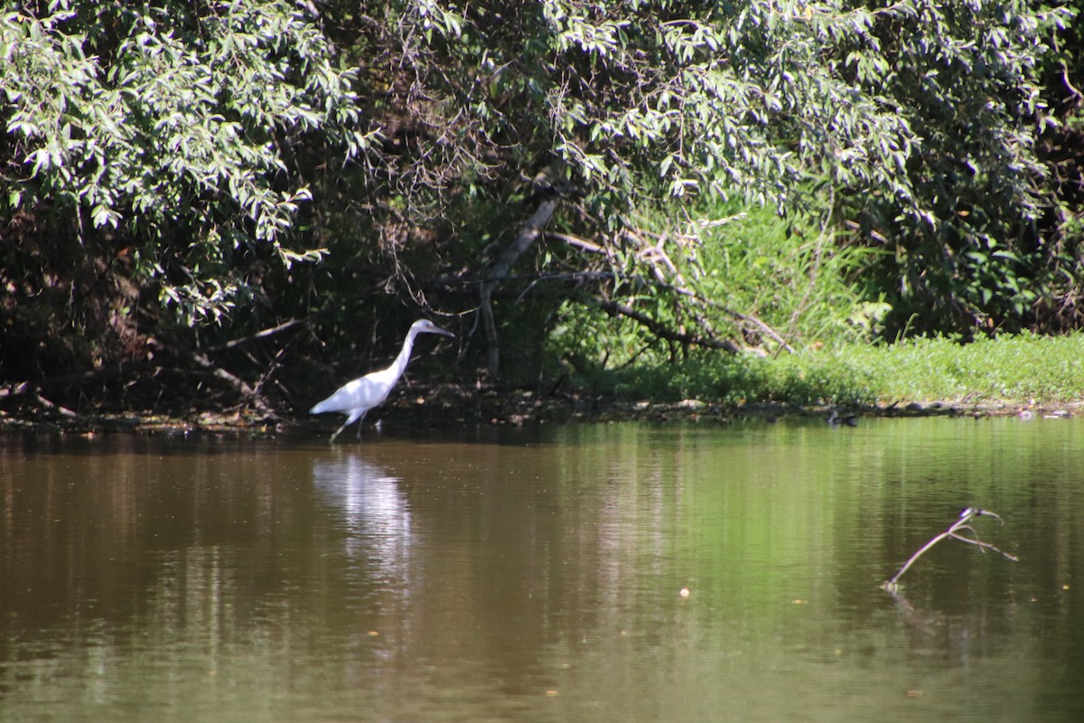 Little Blue Heron - ML253368731