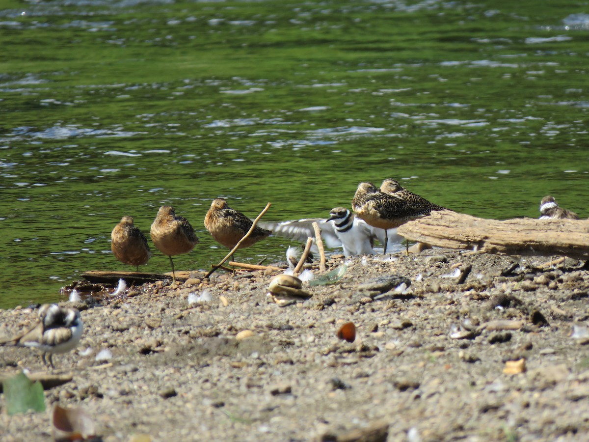 Long-billed Dowitcher - ML253369571