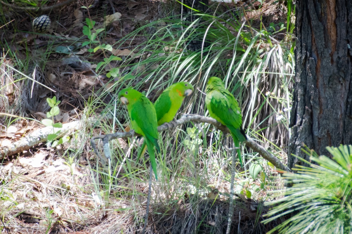 Meksika Yeşil Papağanı - ML253370161
