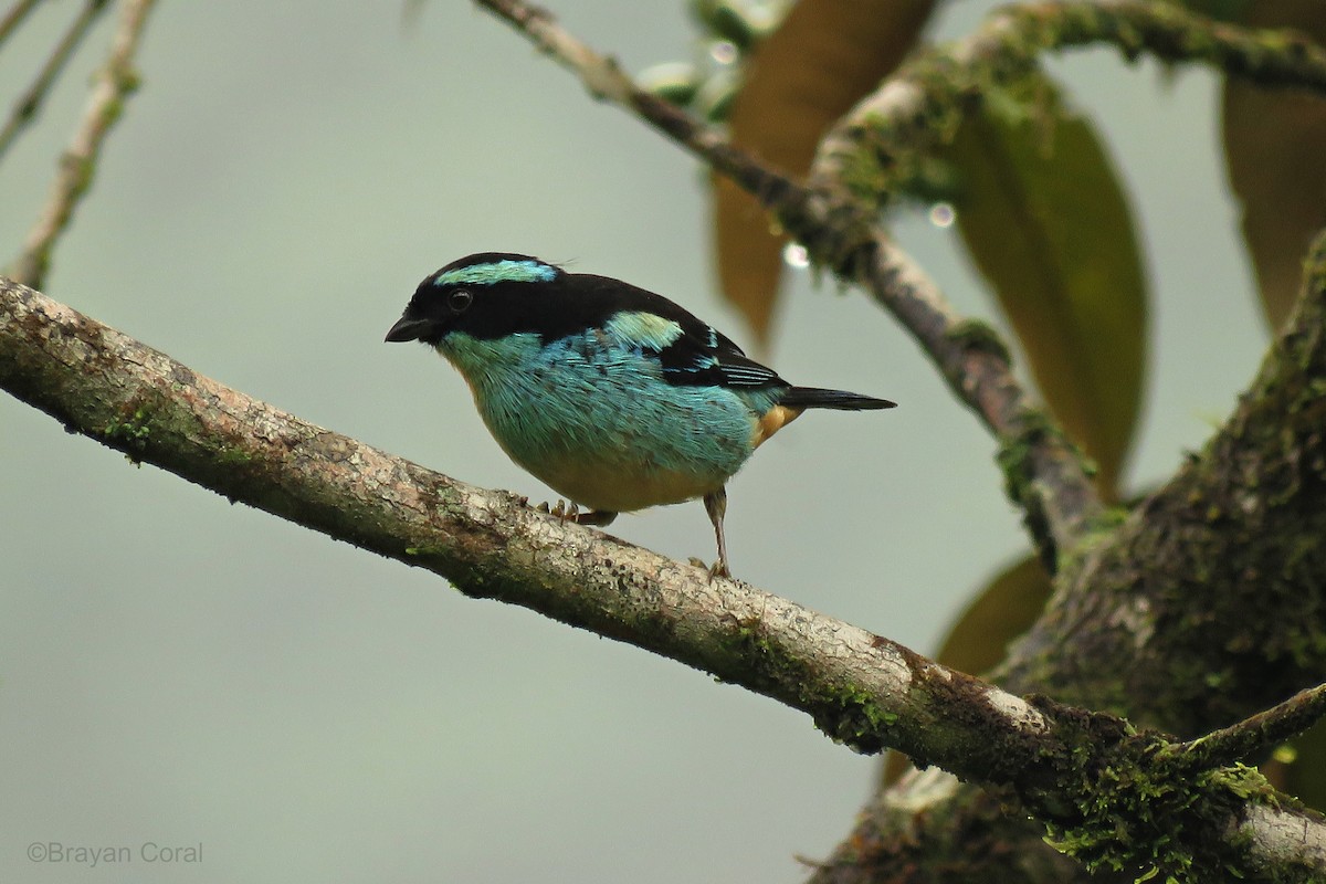Blue-browed Tanager - Brayan Coral Jaramillo