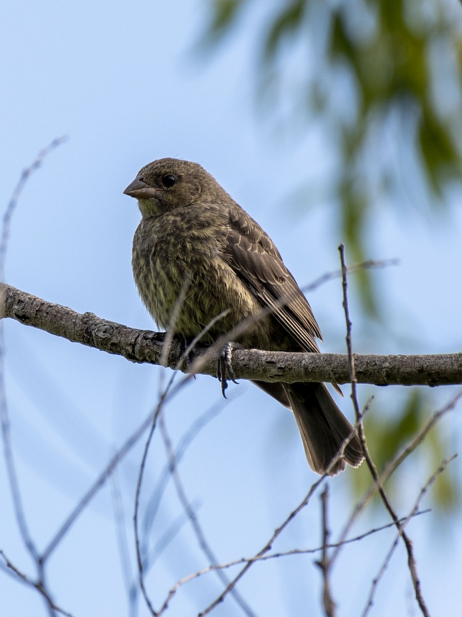 Brown-headed Cowbird - ML253372831