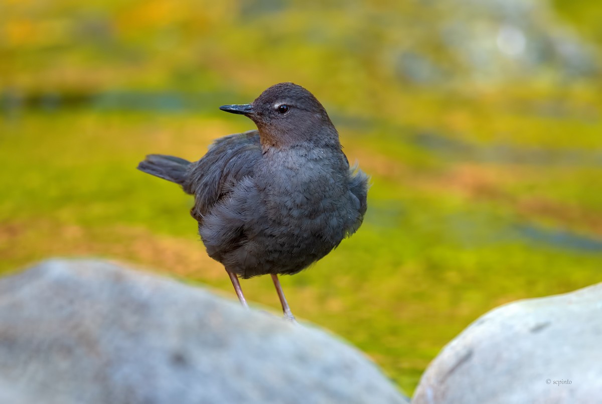 American Dipper - ML253373051