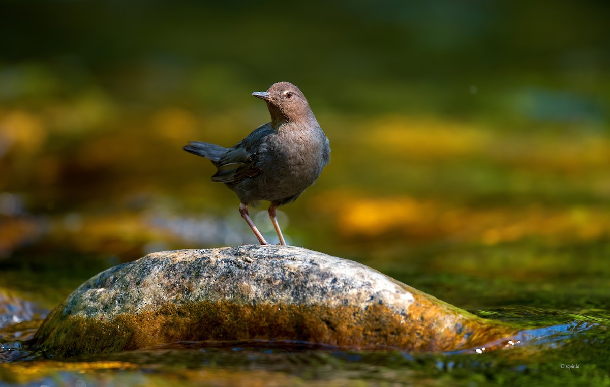 American Dipper - ML253373231