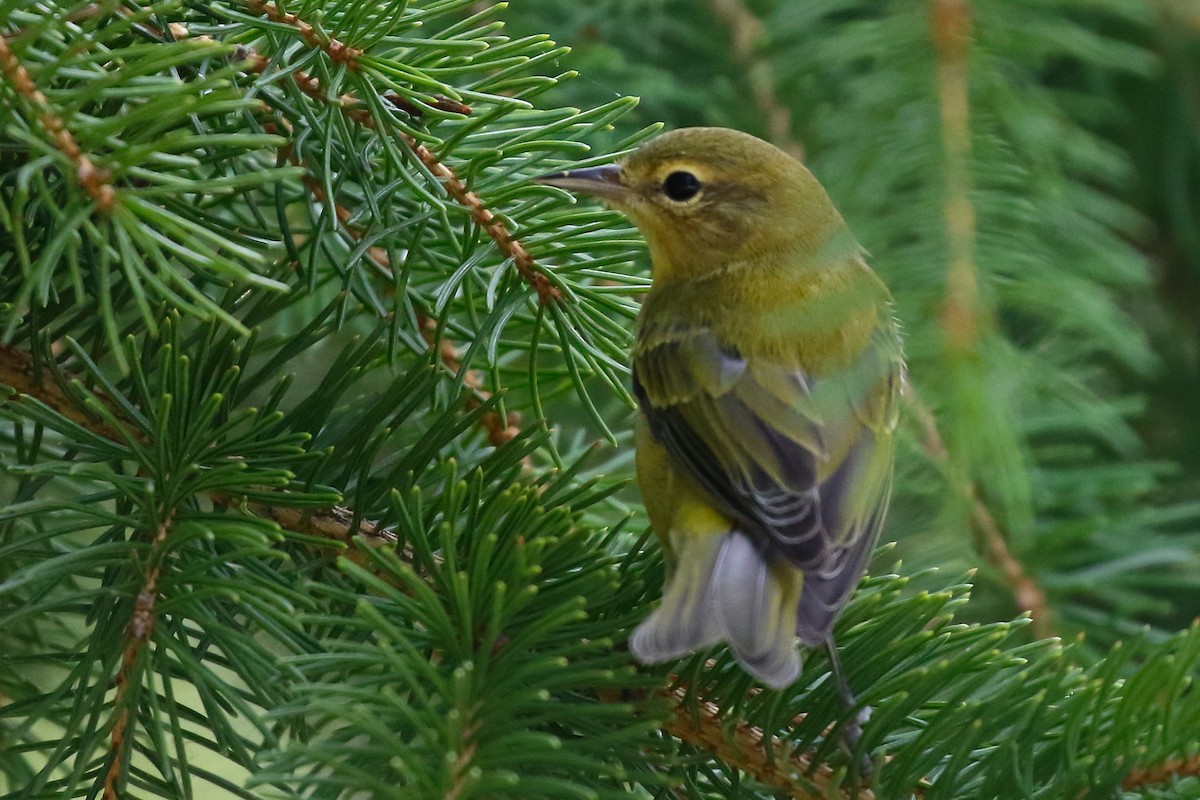 Tennessee Warbler - ML253374251