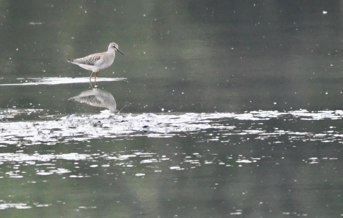 Lesser Yellowlegs - ML253374721