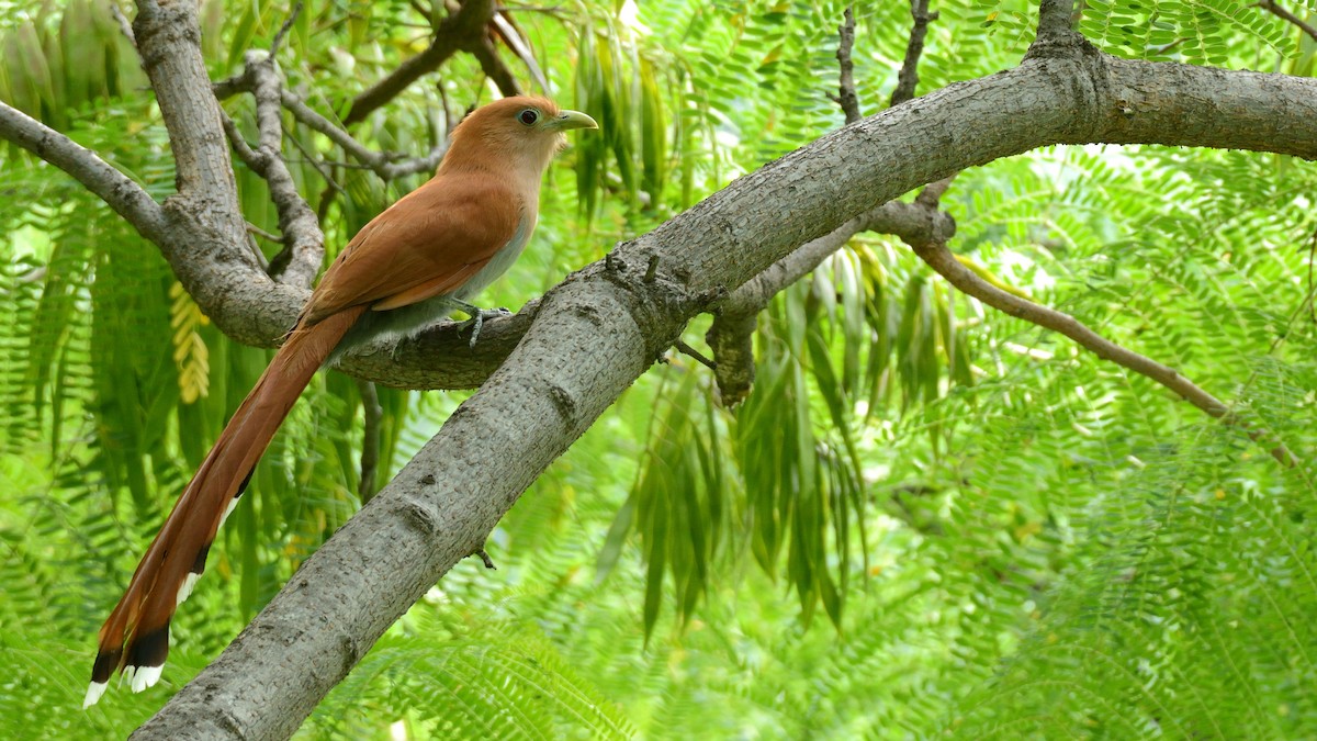 Squirrel Cuckoo (West Mexico) - Miguel Aguilar @birdnomad