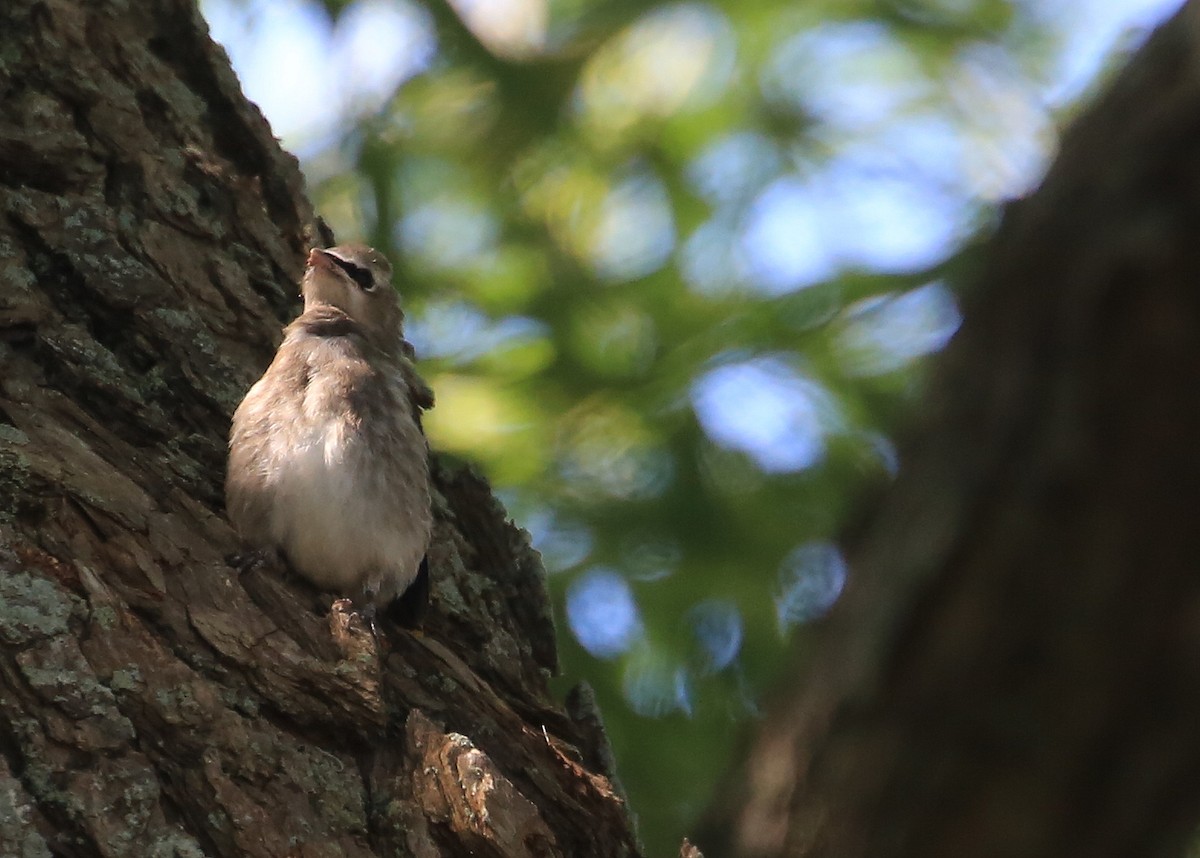 Cedar Waxwing - ML253377061