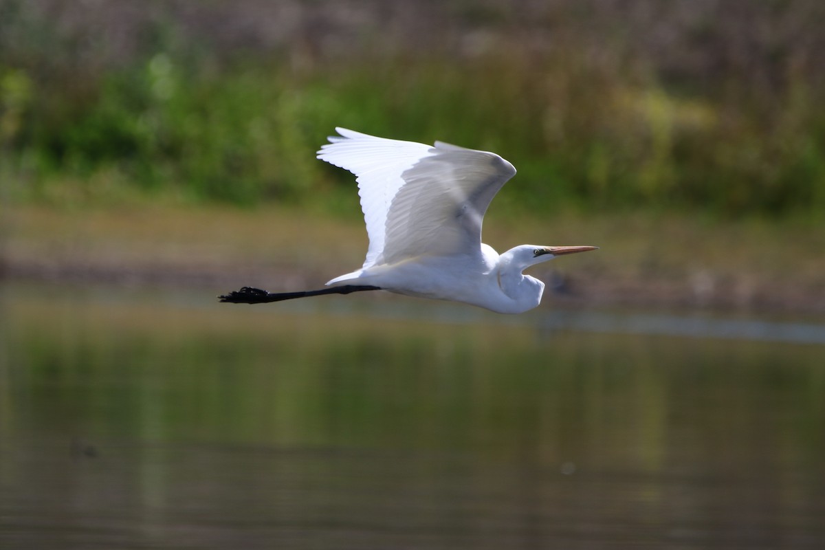 Great Egret - ML253377541