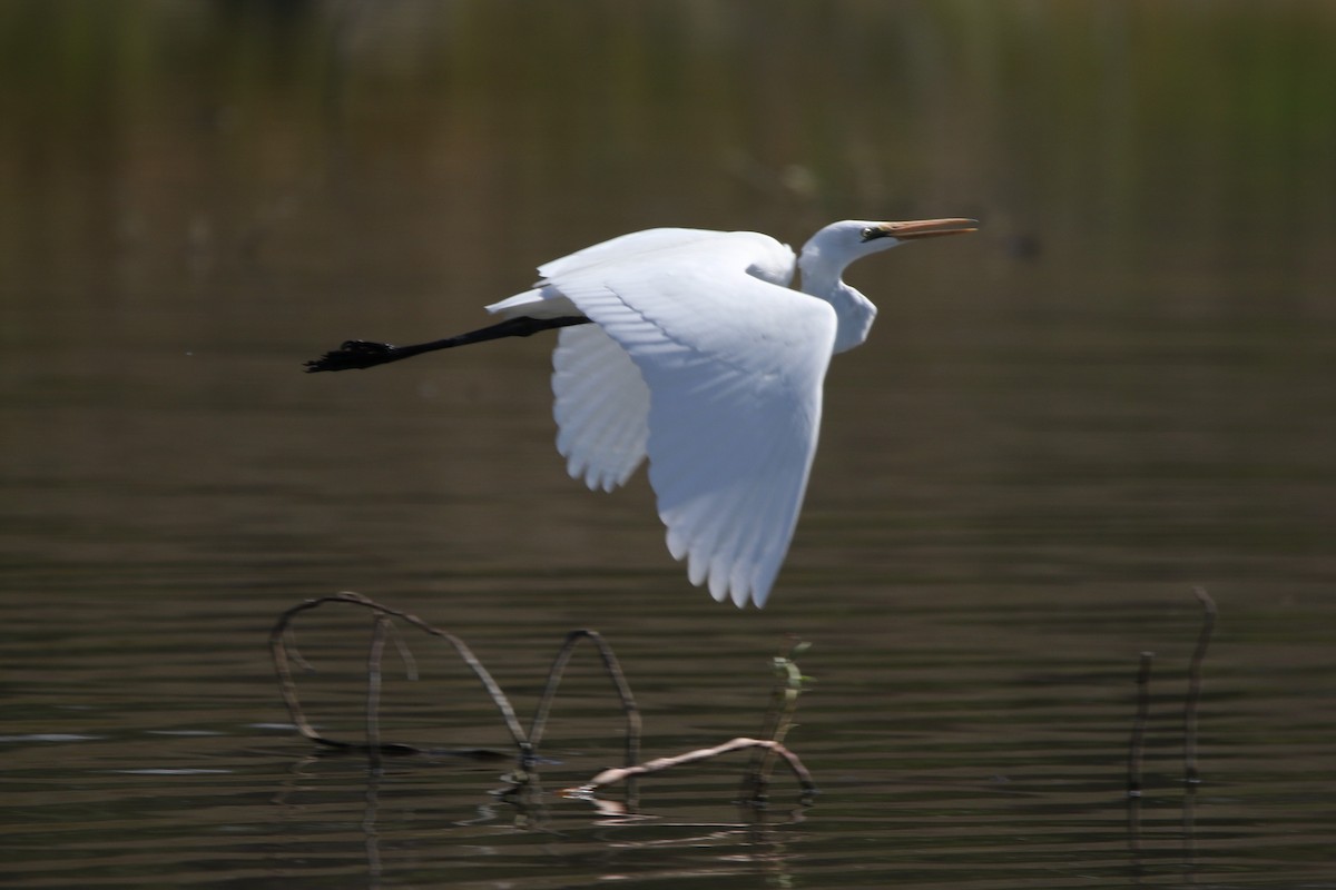 Great Egret - ML253377551