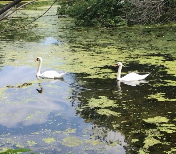 Mute Swan - Julia Evans