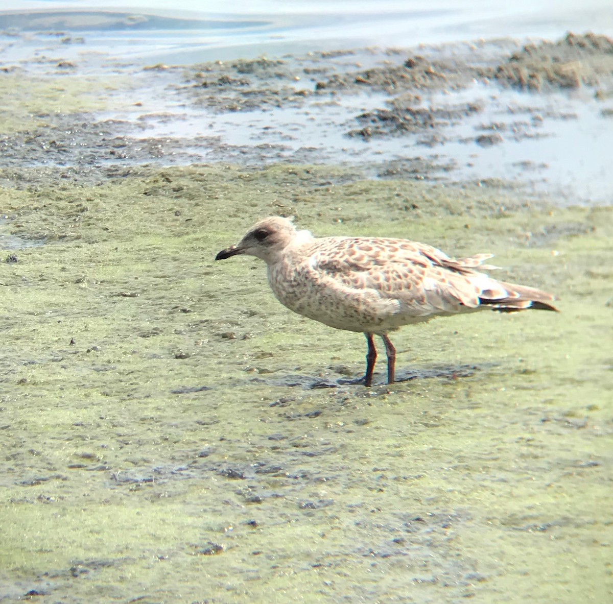 Herring Gull - Julia Evans