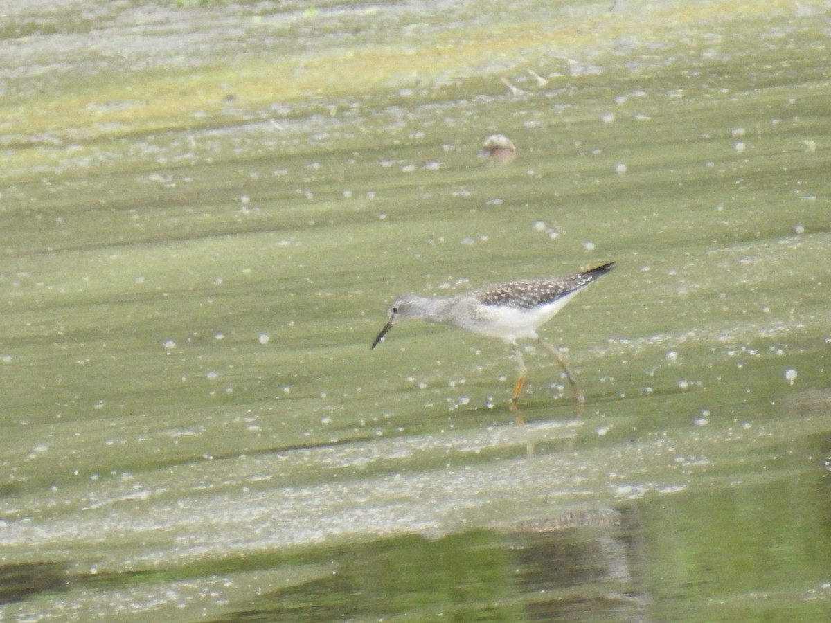 Lesser Yellowlegs - James Holsinger