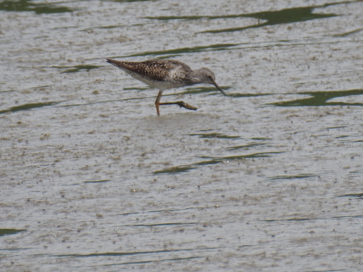 Lesser Yellowlegs - ML253379461