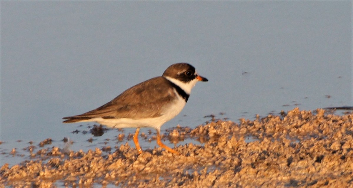 Semipalmated Plover - ML253380031