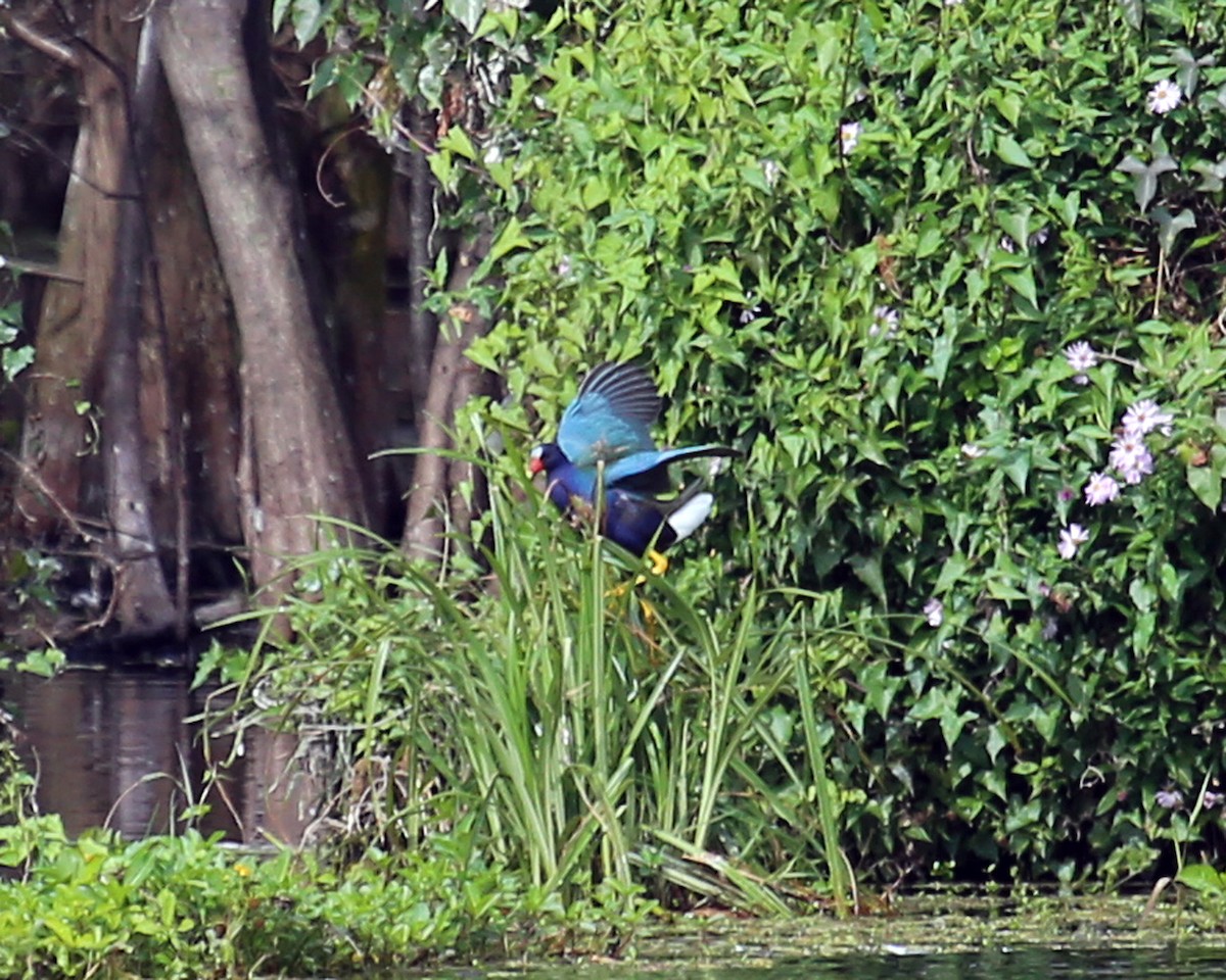 Purple Gallinule - ML25338011