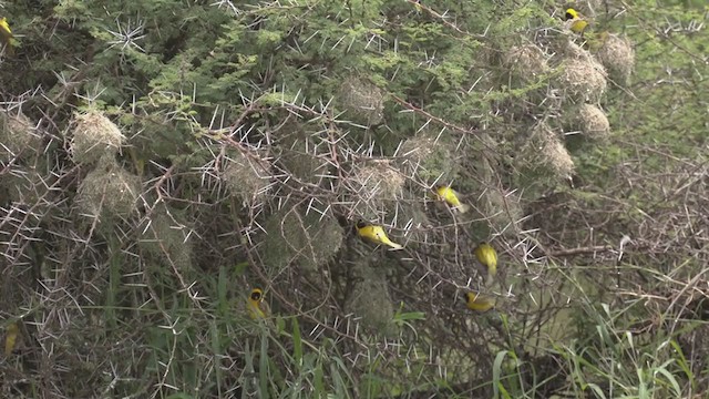 Lesser Masked-Weaver - ML253380591