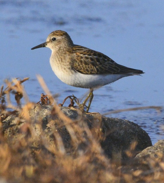 Least Sandpiper - ML253380791