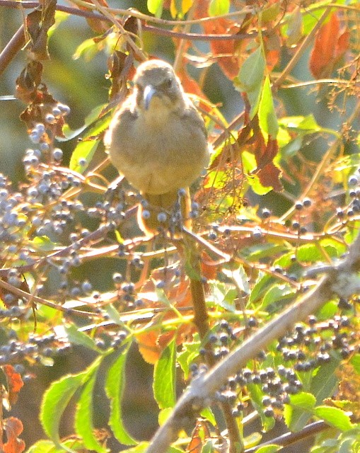 California Thrasher - Mike Bush