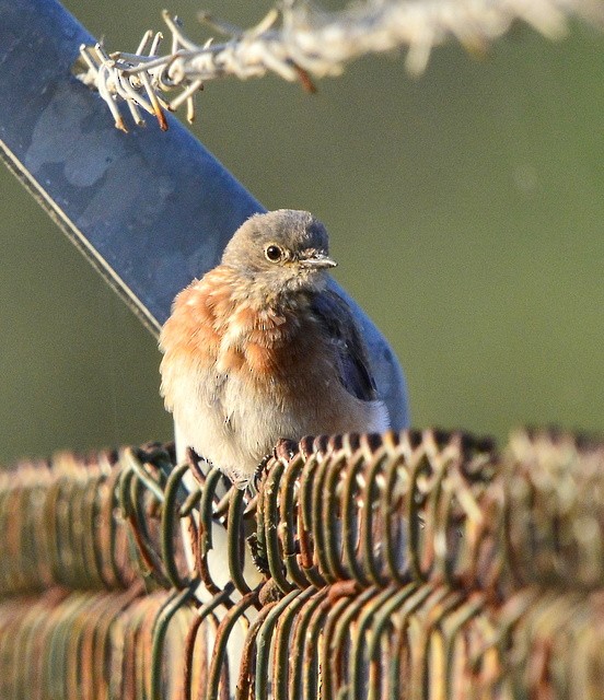 Western Bluebird - Mike Bush