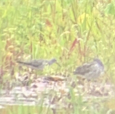 styltesnipe - ML253382731