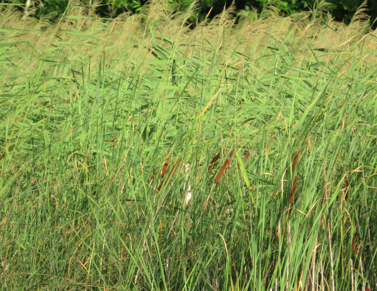 Least Bittern - ML253382781