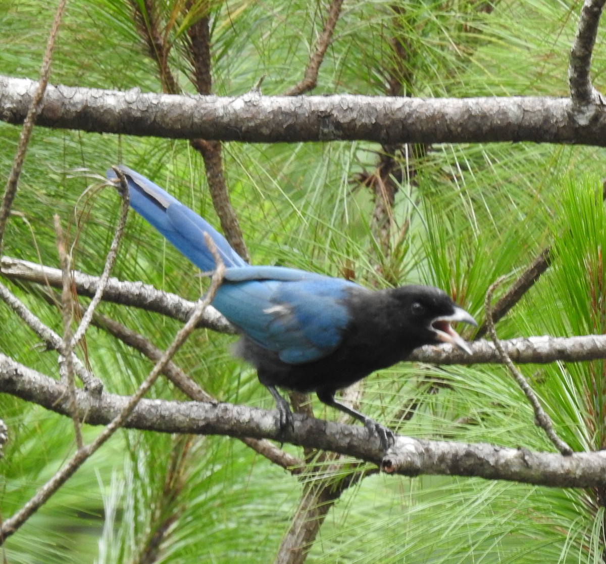 Bushy-crested Jay - ML253387621