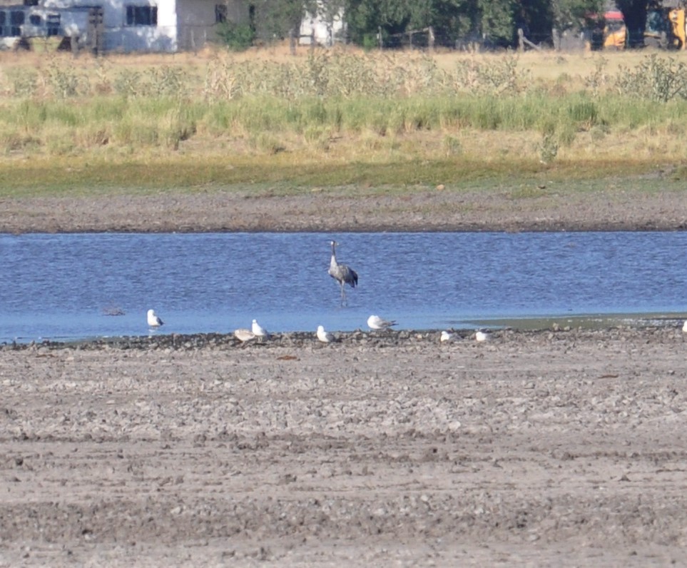 Common Crane - ML253387631