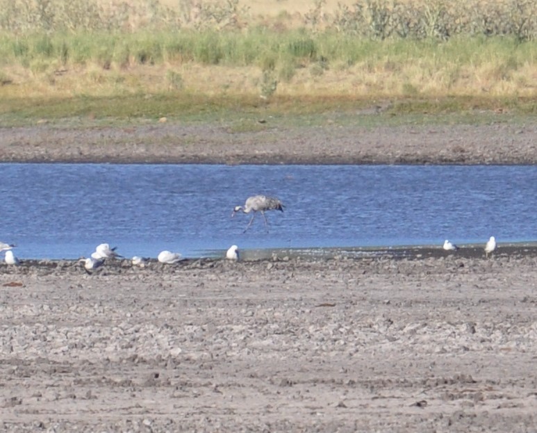 Common Crane - ML253387651