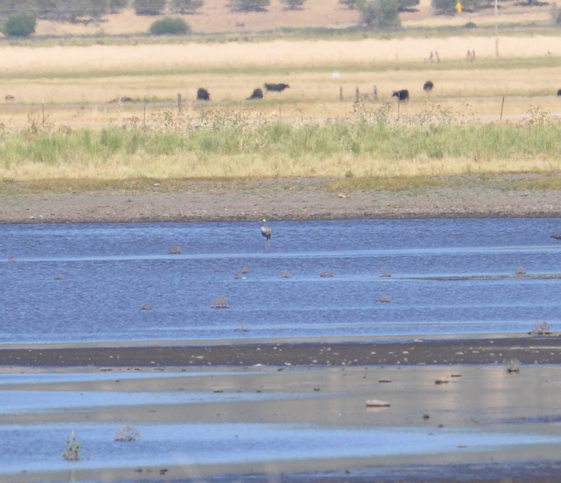 Common Crane - ML253387661