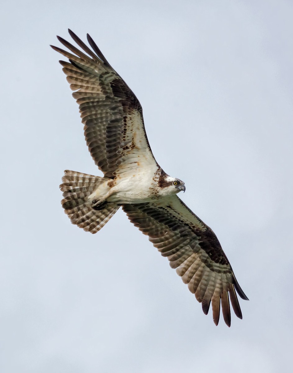 Osprey - ML253388031