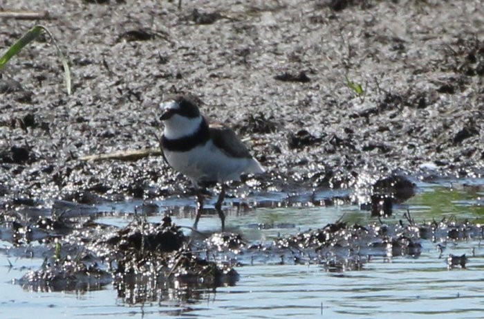 Semipalmated Plover - ML253388611