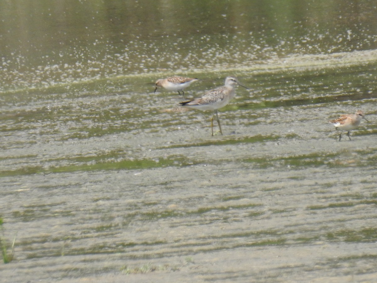 Stilt Sandpiper - ML253389061