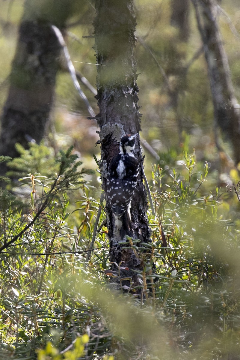 Hairy Woodpecker - ML253390161