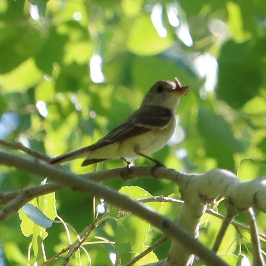 Willow Flycatcher (Southwestern) - ML253392741