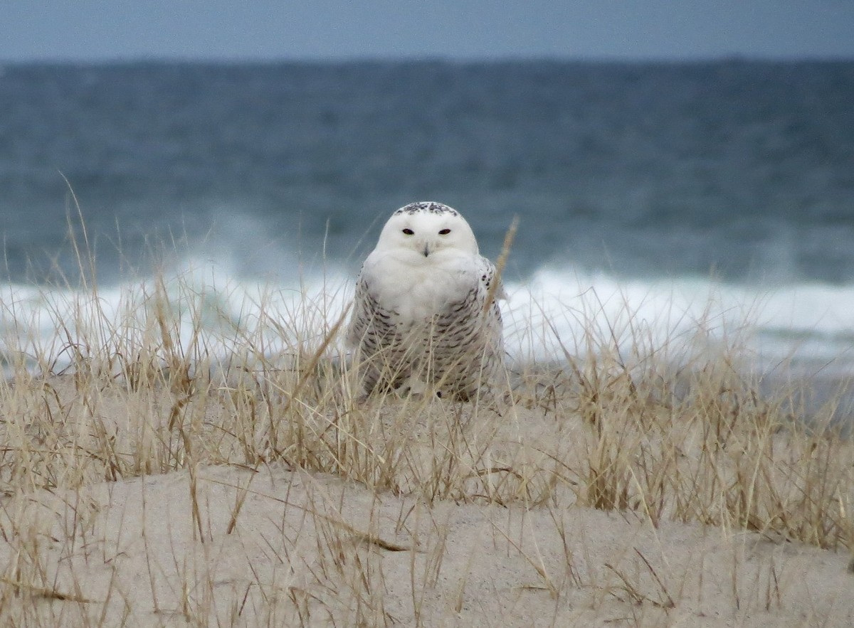 Snowy Owl - Emily Achtenberg