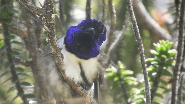 Colibri du Chimborazo - ML253394571