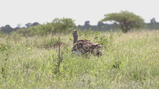 Kori Bustard - ML253394651